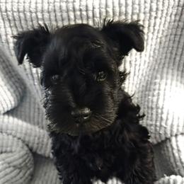 Boy 1 Red - Black male Miniature Schnauzer puppy in Fresno, California from Findell Kennel, LLC
