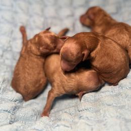 Poodle puppies from House of Paws Heritage Nursery