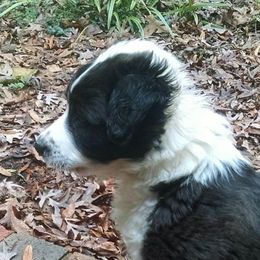 English Shepherd Puppies from Yellow Wolf Farm