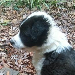 English Shepherd Puppies from Yellow Wolf Farm