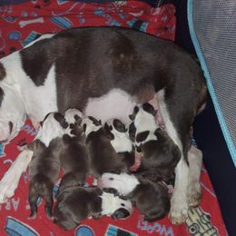 Boston Terrier Puppies from Big Sky Bostons