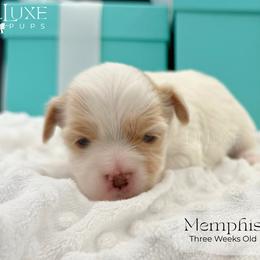 Memphis - White and lemon male Morkie puppy in Scottsdale, Arizona from Lil Luxe Pups