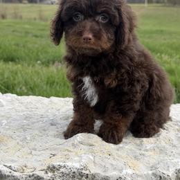 Mikaela - Brown and tan female Cockapoo puppy in Connersville, Indiana from MoonShine Babies