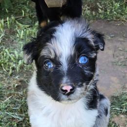 Maleficent - Blue merle female Australian Shepherd puppy in Harrah, Oklahoma from Whippoorwill Aussies of Oklahoma