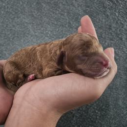 Poodle puppies from Fabi Poodle