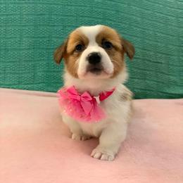 Jolt - Red female Pembroke Welsh Corgi puppy in Saint George, South Carolina from Carolina cotton candy corgis