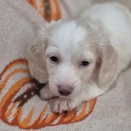 Finn Cream Piebald 5500 - Piebald male Dachshund puppy in Denton, Georgia from Pleasantdachs Minis