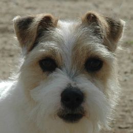 Eclair - Parson Russell Terrier