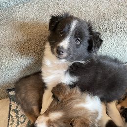 Girl 2 - Black and white Shetland Sheepdog puppy in Buffalo, Minnesota from Gulstad’s Shelties