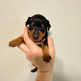Piper - Black and tan female Miniature Pinscher puppy in Eatonton, Georgia from TNT Puppies