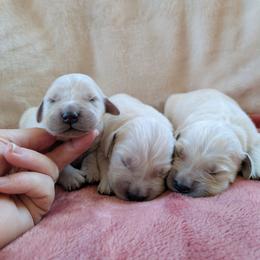 Girl 1 - Light golden female Golden Retriever puppy in Roseburg, Oregon from Unbound Goldens