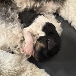 Peppermint - Black and white male Companion Cross puppy in Albany, New York from CocoPuff Breeders
