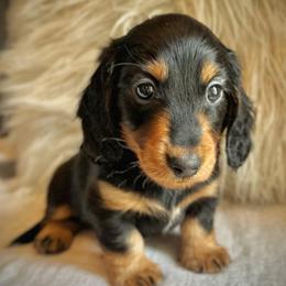 Black Boy - Black and tan male Dachshund puppy in North Port, Florida from Jessica Louise Dachshunds