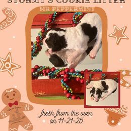 Peppermint - Parti male Poodle puppy in Ocean Springs, Mississippi from Forever Summer Standard Poodles