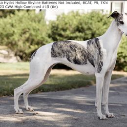 Whippet All Grown Up from Skyline Whippets