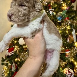 Dancer - Parti female Labradoodle puppy in Candler, North Carolina from Maple Bakin’ Doodles