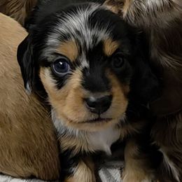 Stormie - Dapple female Dachshund puppy in Irvington, Alabama from Christopher's Dachshunds