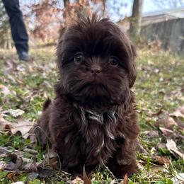 Wallen - Liver male Shih Tzu puppy in Tennessee from Cutshall Babies