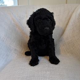 Pumpkin - Black male Goldendoodle puppy in South Jordan, Utah from Daybreak Doodles