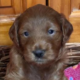 Rocky - Red  male Goldendoodle puppy in Conklin, Michigan from Lake Michigan Couture Cavapoos & Cockapoos