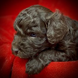 Australian Labradoodle Puppies from Tiny Treasures Australian Labradoodles