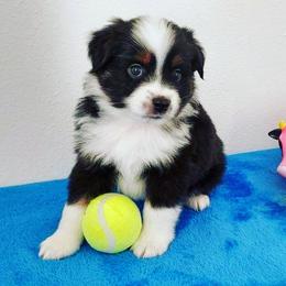 Miniature Australian Shepherd Puppies from Aussies Acre