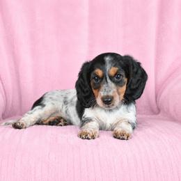 Willow - Piebald female Dachshund puppy in Milroy, Pennsylvania from Not Your Average Weiner