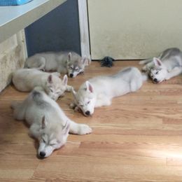 Siberian Husky Puppies from Coral Gables Siberians