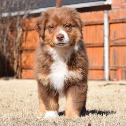 Alf - Red tri-color male Australian Shepherd puppy in Wichita Falls, Texas from Spotted Mule Aussies