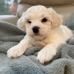 Ash - White male Coton de Tulear puppy in Ludington, Michigan from Cotten's Sunset Kennels