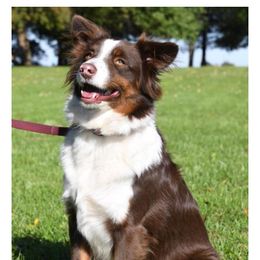 Chance - Miniature American Shepherd
