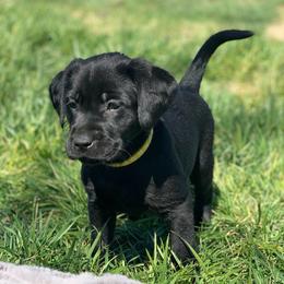 Girl 4 - female Labrador Retriever puppy in Winnemucca, Nevada from Oakley's Mountain View Kennel
