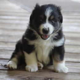 Ash - Black tri male Miniature Australian Shepherd puppy in Gretna, Virginia from Adams Acres Cattle Dogs