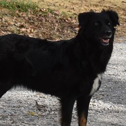 Bonnie - Australian Shepherd