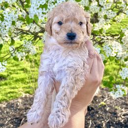 Goldendoodle Puppies from Ohio Mini Goldendoodles for Sale