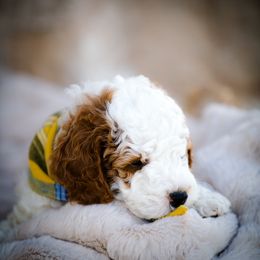 Poodle Puppies from Doodle Puppy Parti