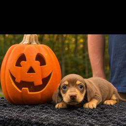 Max - Chocolate and cream male Dachshund puppy in Dinwiddie, Virginia from White Oak Kennels