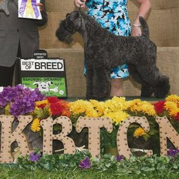 Kerry Blue Terriers and Poodles from Cheron Kerry Blues