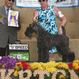 Kerry Blue Terriers and Poodles from Cheron Kerry Blues