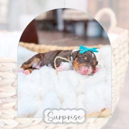 Surprise - Tri-color female Bernedoodle puppy in Sulphur, Louisiana from Curly Q’s Of Carlyss