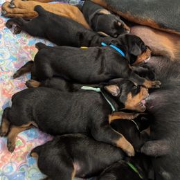 Doberman Pinscher Puppies from Allettare Dobermans