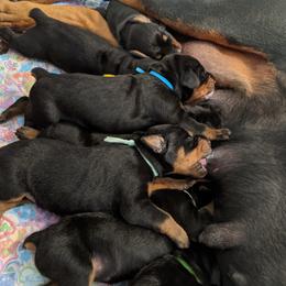 Doberman Pinscher Puppies from Allettare Dobermans