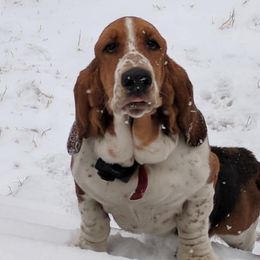 Wilma - Basset Hound