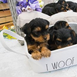 Yorkshire Terrier Puppies from Nicki's Yorkies