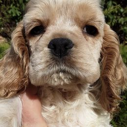 Cocker Spaniels from Rocky's House of Cockers