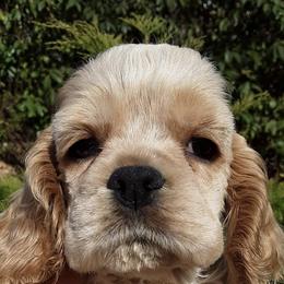 Cocker Spaniels from Rocky's House of Cockers