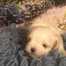Jellybean - White male Maltese puppy in North Myrtle Beach, South Carolina from Perfect Puppies