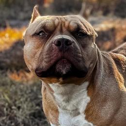 American Bullies from Simply Bullies of Texas