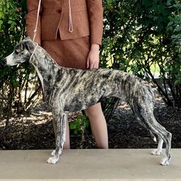 Whippet All Grown Up from Kathy's Whippets