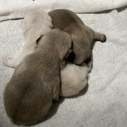 Pug puppies from Southern Pugs